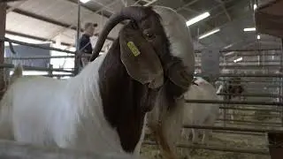 Boer Goat World Show Auction