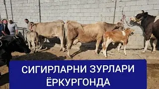 УЙЧИ ЁРКУРГОН ОПТОМ СИГИР БОЗОРИ.3 07 2025.