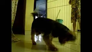 Bonnie (Yorkshire Terrier) barking