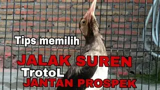 CARA MEMILIH JALAK SUREN TROTOL JANTAN PROSPEK