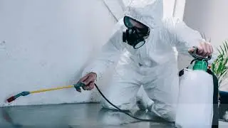 Best Pest Control Experts In Auburn WA