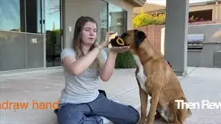 Learning Dog Tricks at Home: Balance a Treat on Your Nose
