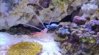 Fluval M90 Update|Coral|Fish|Lights|Par