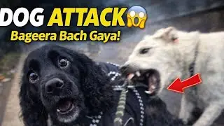 Bageera Bach Gaya 😰 | Dog Attack Caught on Camera 🐶 | Daily Vlog | SuSelvinVlogs