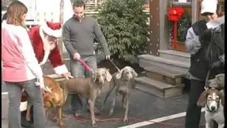 Parkville Animal Shelter Holiday Event