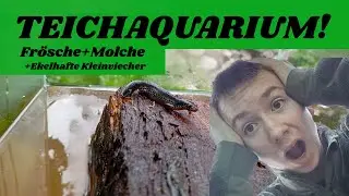 Ich habe ein AQUARIUM f&uuml;r Fr&ouml;sche,Molche und andere Tiere Aufgebaut!