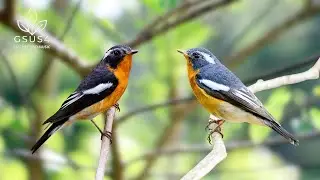 11 Hours Birdsong | Gentle Sounds to Relax Mind & Body - Forest Sounds for Sleep & Relaxation