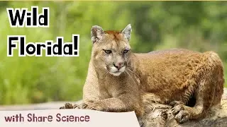 Wild Florida!