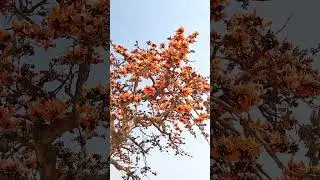 #palash #flower #tree #nature