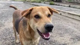 REAL FRIEND!!! | MY DOG | DIYABARI BRIDGE9 |#BANGLADESH