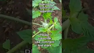 how to successfully separate tomato plants #flowerseeds #farming #germination #smartphone  #sowing