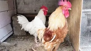 Adorable roosters walking @ Home 🏡 #birds #chicken #rooster