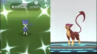 WE CAUGHT SHINY PURRLOIN! POKEMON GO SHINY PURRLOIN EVOLVES INTO SHINY LIEPARD!