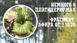 Немного о ПЛАТИЦЕРИУМАХ. Фрагмент эфира от 1-10-2025
