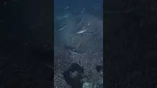 The Grey Reef Sharks of Coral Bay, Western Australia