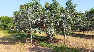Espaçamento 2