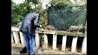 Cats Of Croatia #catvideos #cat #streetcats #straycat #catlovers #feedingstraycats #catlove