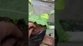 #farm #farming #garden #gardening #plantinginthegarde