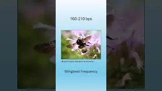 Bumble Bee Facts: Wingbeat Frequency #bumblebees #bees #insects