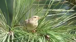 Bachman's Sparrow - whisper singing