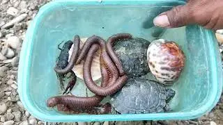 Menemukan Bekicot Pelangi, KerangLaut, Kerang, Kelomang,kaki Seribu, Penyu,Luwing, Lipan,Katak#me402
