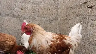 Beautiful Little Rooster Playing On Roof | Chirping Sounds | Like, Share and Subscribe 🐓 😜❤️