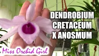 Dendrobium cretaceum x anosmum superbum orchid - Want some raspberries?