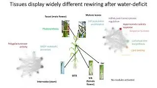 Distal cis-regulatory elements regulate tissue-specific water... - Maud Fagny - RSG - RSGDREAM 2022