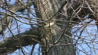 Chiffchaff singing