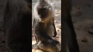 Couple Silver Langur. #primate #wildlife #macaque #animals #usa #langur