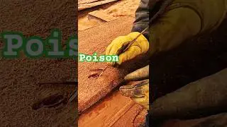 Почему никогда не прикасайтесь к этому яду на опоре электросети