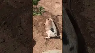 Pot belly pig rolling in the mud