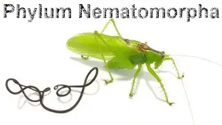 Phylum Nematomorphra 