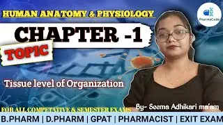 Tissue Level of Organization | Types, Structure & Functions Explained Simply! | Human Anatomy Class