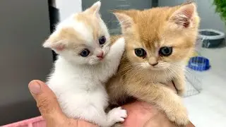Adopted kitten meets other kittens Willie and Coco and their mom cat.