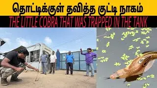 தொட்டிக்குள் தவித்த குட்டி நாகம் || BABY COBRA TRAPPED IN A WATER TANK