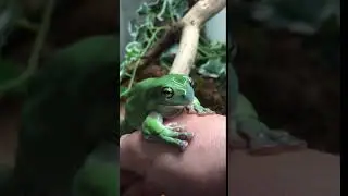 Green Tree  Frog Yawning