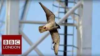 The Falcons of Battersea Power station - BBC London