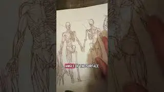 How do Spider-Man&rsquo;s muscles work? #art #science #spiderman #anatomy