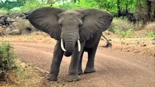 Elephant trumpet SOUND Effect
