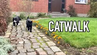 Unreliable cats on a walk to the lake