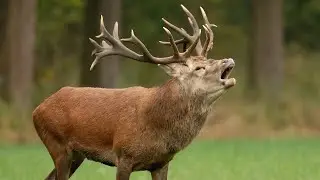 What is an interesting fact about Deer? | Where do deer sleep? | amazing fact about female deer