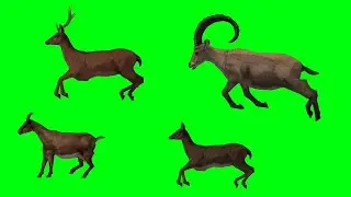 Deer🦌 Animal green screen video || Deer running green screen  #animal #animation