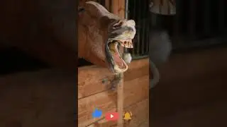 Sonido de Caballo | Caballo Relincho | Sonido Animal #Shorts