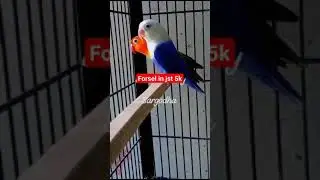 #pets #pets #bird #birdlife #greencolor #shortsvideo #perote #birdowner #parrotgreen #religion #