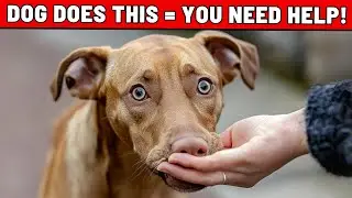 JAW-DROPPING: These 9 Dog Skills Will Change The Way You See Your Dog