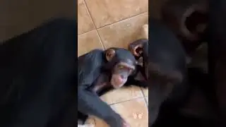 HAPPY ORANGUTANS PLAYING WITH LIONS orangutan805 #fyp #tiktok #viral