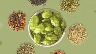 WILLAMETTE VALLEY HOPS - HERBS AND TEA
