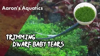 Trimming Dwarf Baby Tears (Hemianthus callitrichoides 'Cuba')