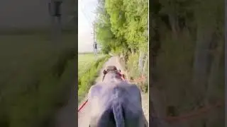 jhoota race